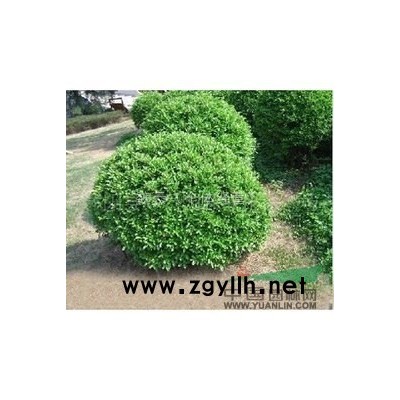 供应3   4公分樱花