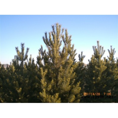 油松  云杉 樟子松