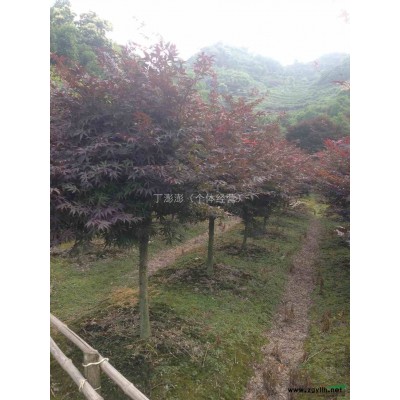 海量供应红枫、海棠、红豆杉、晚樱新昌
