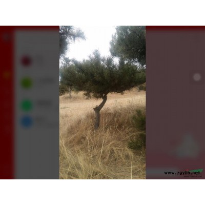 各种绿化工程苗木、占地苗木。各种规格造型松、蒙古栎、五角枫