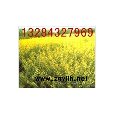 金叶女贞，金叶连翘 红王子锦带