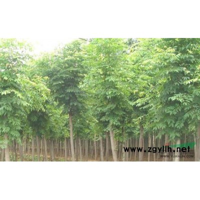 2015年15公分造型白蜡价格低