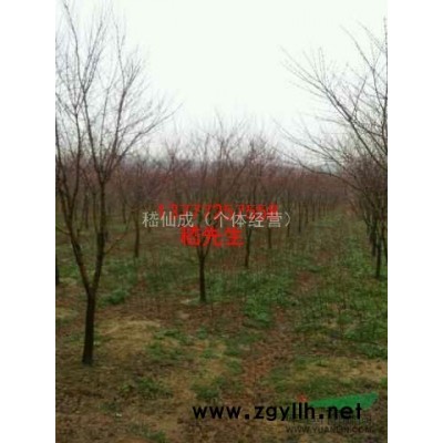 香樟，出售香樟，香樟价格，香樟供应