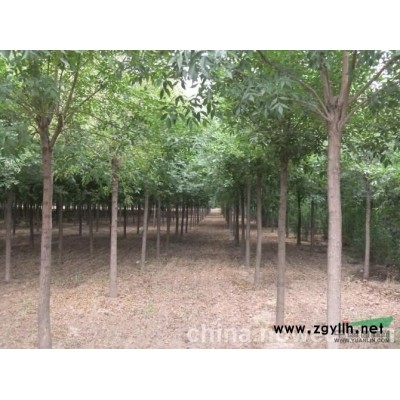 14公分白蜡、10公分青垂