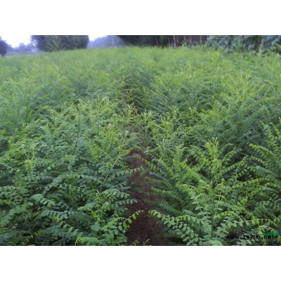 苗圃低价供应国槐小苗 邢台巨鹿县