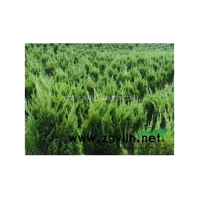 农户直售：法桐，国槐，樱花，紫叶李，大叶女贞，栾树，银杏垂柳