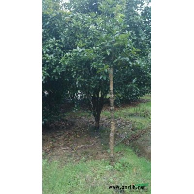 供应桂花树、香樟树等