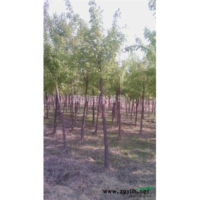 五角枫，火炬，云杉