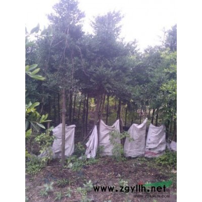 江西九江地区供应30公分紫薇