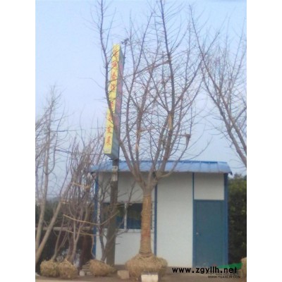 竹柏供应/竹柏图片