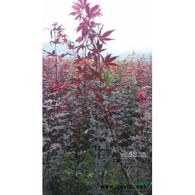 红枫常年红，自家种一手苗木