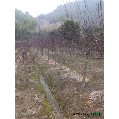 浙江三季红枫小苗2信息