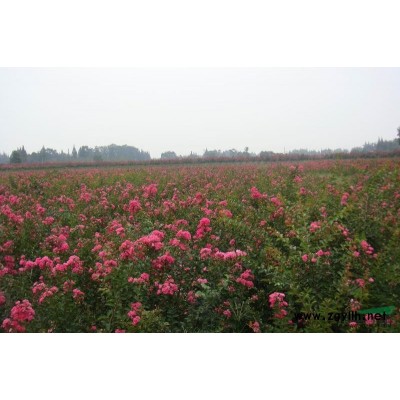 供应各规格紫薇/红花紫薇/四川红花紫薇