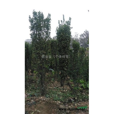 洛阳地区供应大量黄杨品种多数量大