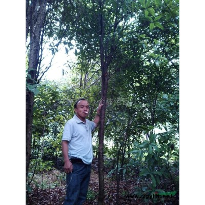 茶花小苗（30*20）