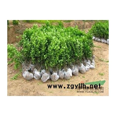 河北定州水蜡直销