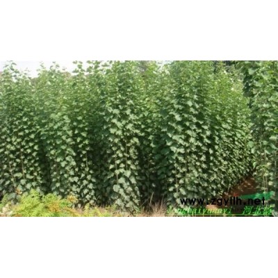 甘肃地区供应绿皮速生防虫河北杨。各种柳树等