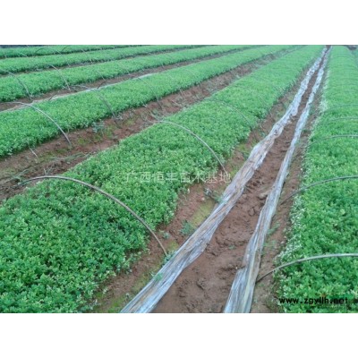 枳壳小苗*新价格/枳壳小苗报价