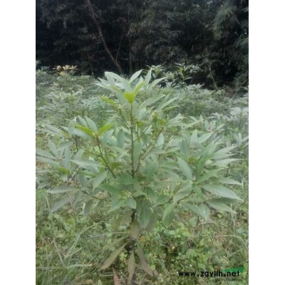 雅安本地小叶金丝楠2