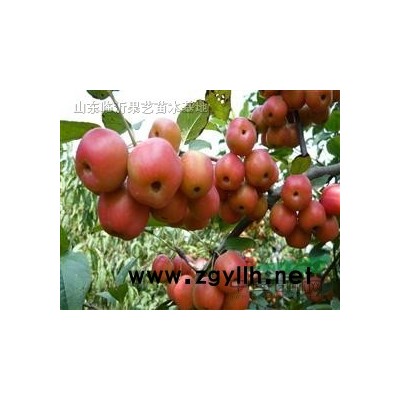 *优良彩叶树种2013北美海棠8000万秋季成苗火爆预定