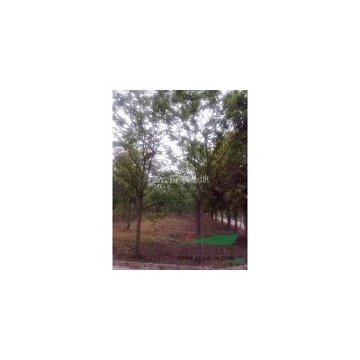 江苏地区供应1-15公分水杉