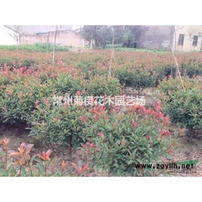 直销：优质供应红叶石楠