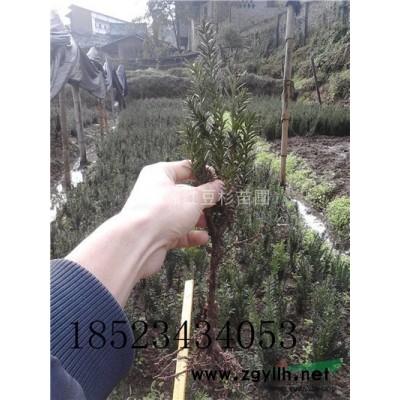 贵州曼地亚红豆杉小苗，贵阳曼地亚红豆杉苗批发供应