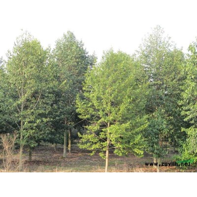 乐昌含笑图片\乐昌含笑报价