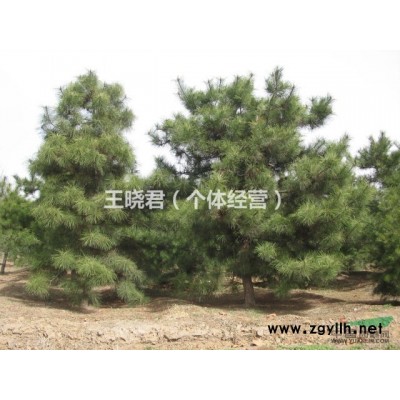 天津油松  河北油松    供应大量油松