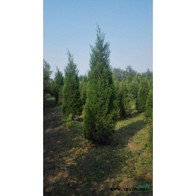 紫薇20公分图片\紫薇20公分报价