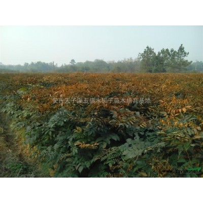 阿里山一号水栀子苗