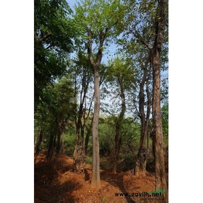 贵州枫香价格|全冠枫香、截杆枫香、移栽枫香