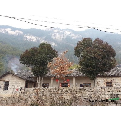 安徽供应大叶女贞胸径50公分