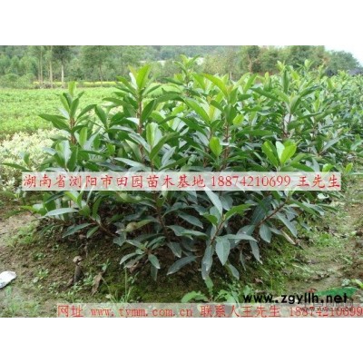 供应湖南紫叶李 价格优 规格全 尽在湖南田园苗木基地