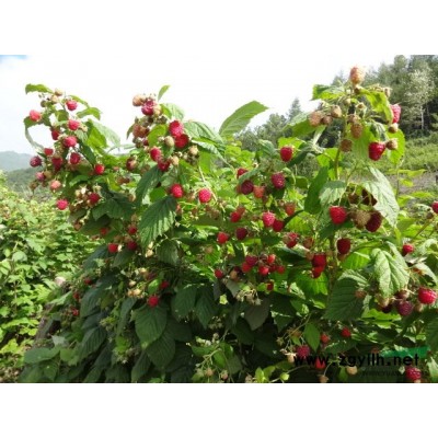 树莓苗 双季树莓 红树莓 树莓种苗 树莓价格 树莓产品 树莓