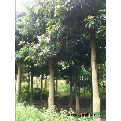 大规格秋枫树,高山榕,白银树