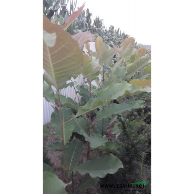 日本厚朴150厘米高