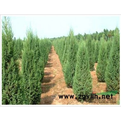 上蔡县绿色庄园种植专业合作社-各种规格雪松