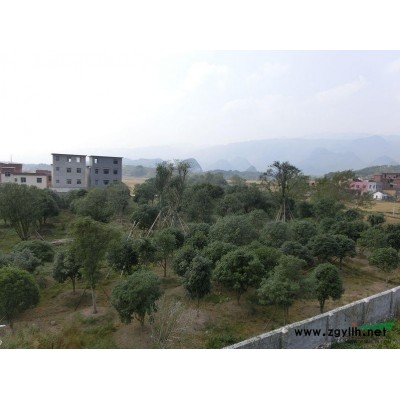 大桂花树、银杏树供应