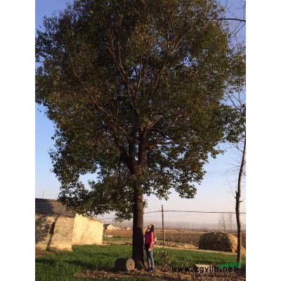 出售:   香樟树一棵，树龄36年。树杆高5米2，粗是1米6