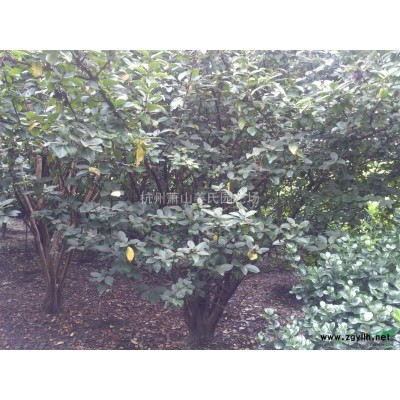 供应3公分 5公分 6公分紫薇