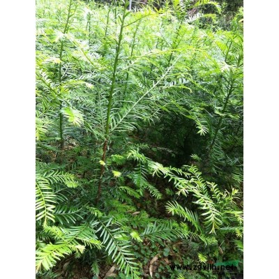 南方红豆杉盆景苗 南方红豆杉种植基地 南方红豆*大的供应基地