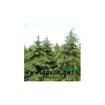 5公分6公分龙柱碧桃多少钱，10公分美国红枫多少钱