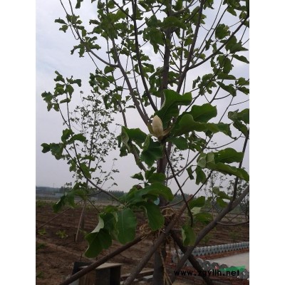 北方厚朴（日本厚朴）秋季预定开始