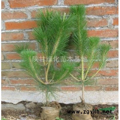 陕西榆林油松大量低价供应,1.5米油松价格优惠