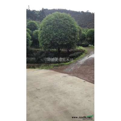 香樟树、湖南香樟、移栽香樟、骨架香樟、原生香樟
