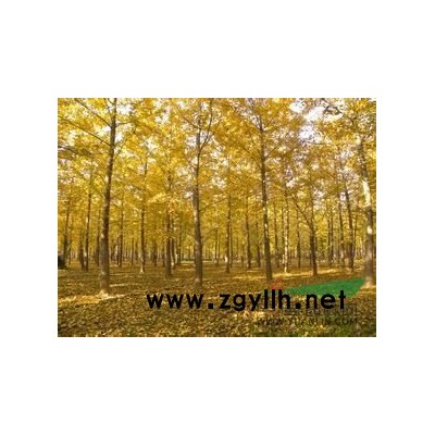 *新银杏树价格，银杏树批发