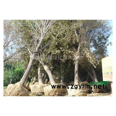 低价出售白蜡1-40公分 速生白蜡1-12公分速生国槐1-8公分