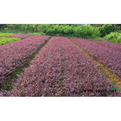 红花继木行情报价\红花继木图片展示