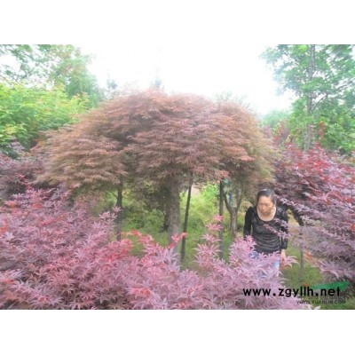 耐半荫，生命力较强的鸡爪槭